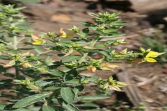 Crotalaria madurensis